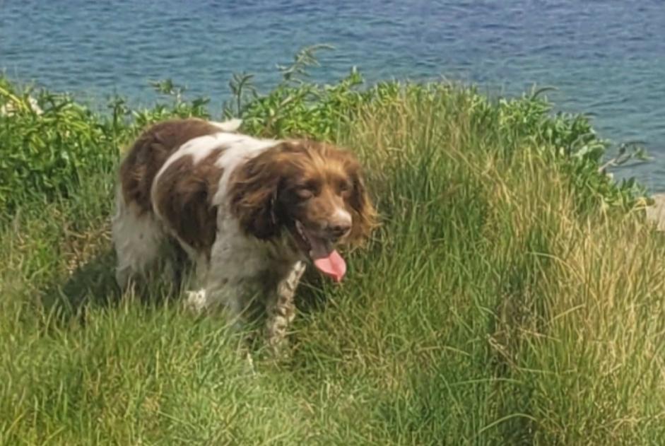 Disappearance alert Dog Male , 6 years Plomeur France Disappearance alert Dog Male , 6 years Plomeur France
