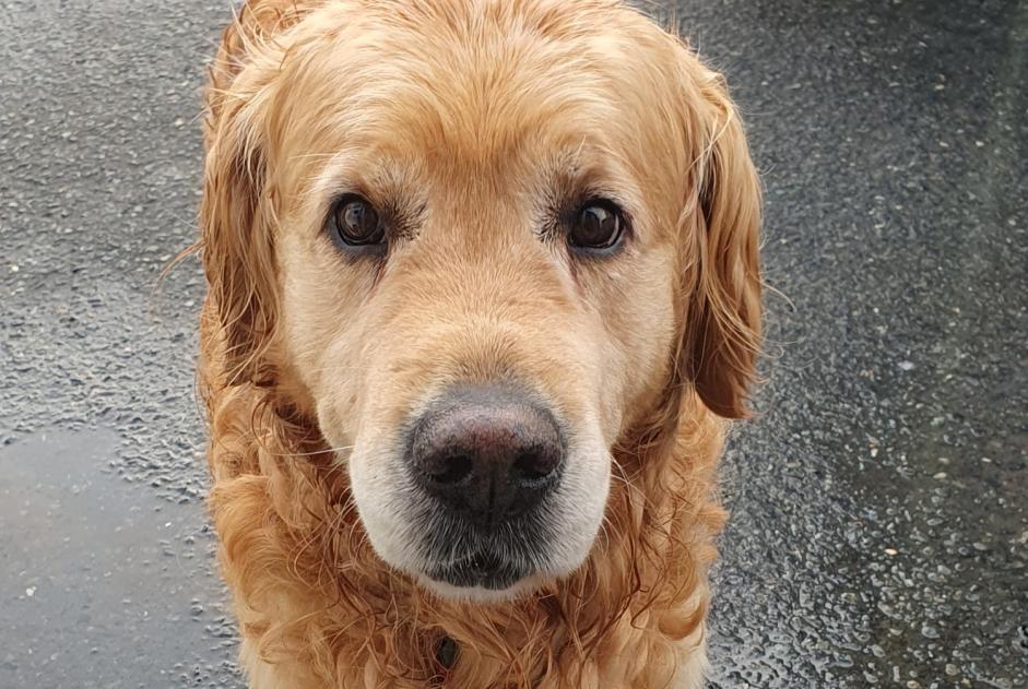 Alerte Découverte Chien  Mâle Taulé France