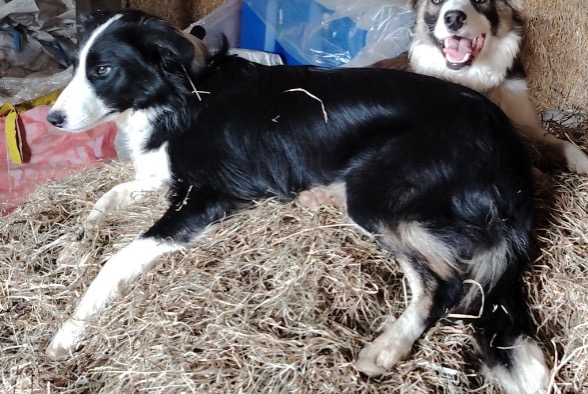Alerta desaparecimento Cão Fêmea , 2 anos Plouigneau France Alerta desaparecimento Cão Fêmea , 2 anos Plouigneau France